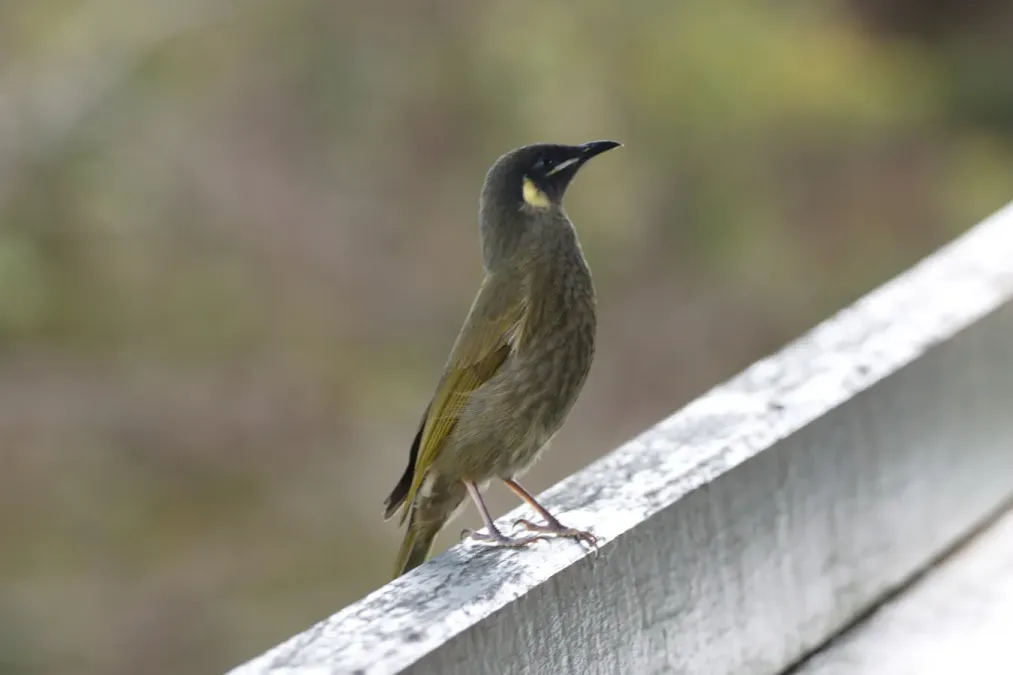 File:Meliphaga lewinii (35328966405).jpg
