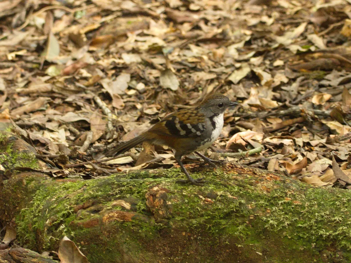File:Orthonyx temminckii (35162104052).jpg