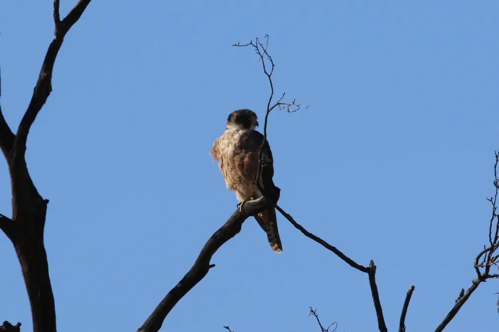 File:Falco longipennis (31847178064).jpg