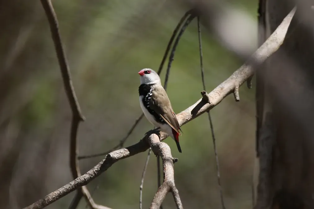 File:Stagonopleura guttata (32690009385).jpg