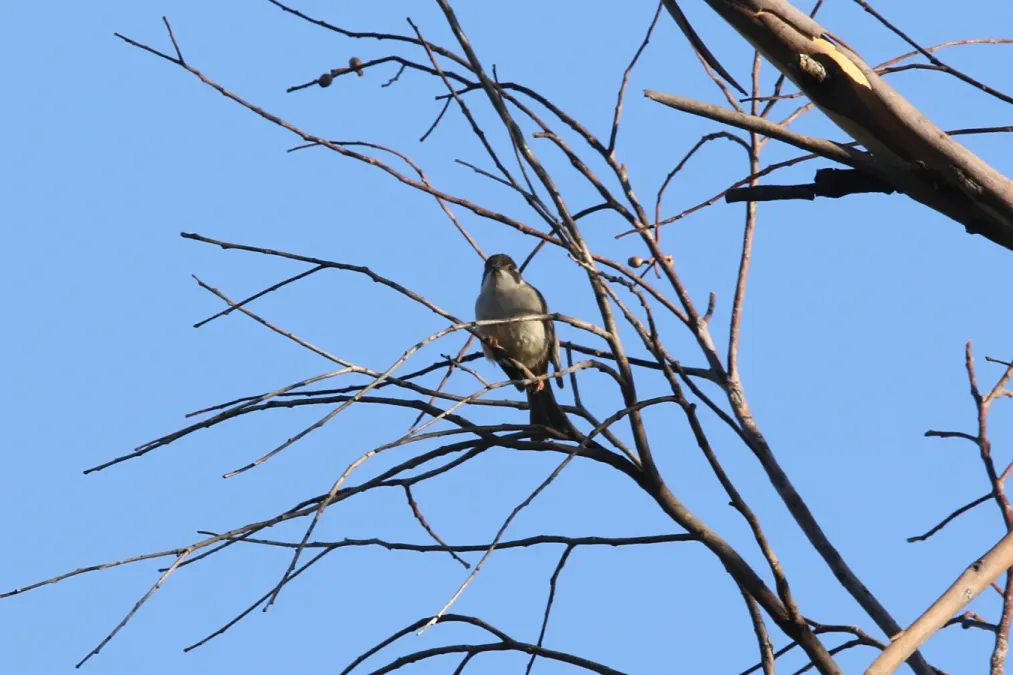File:Melithreptus gularis (32537239562).jpg