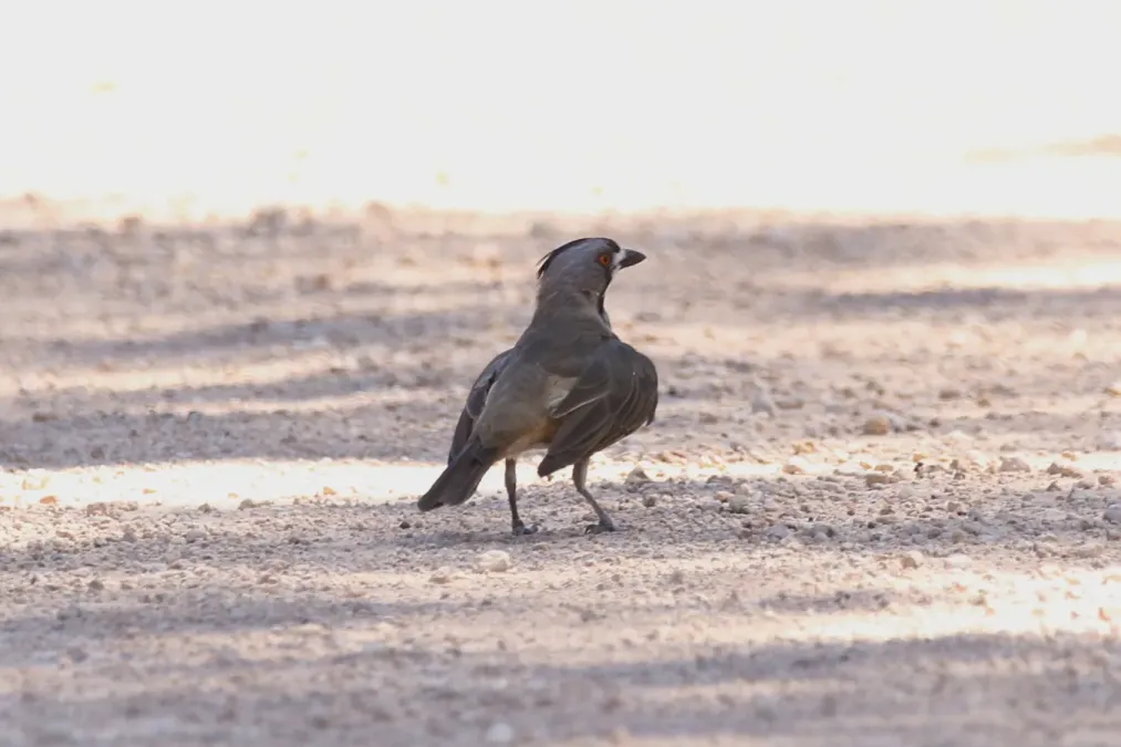 File:Oreoica gutturalis (32253004010).jpg