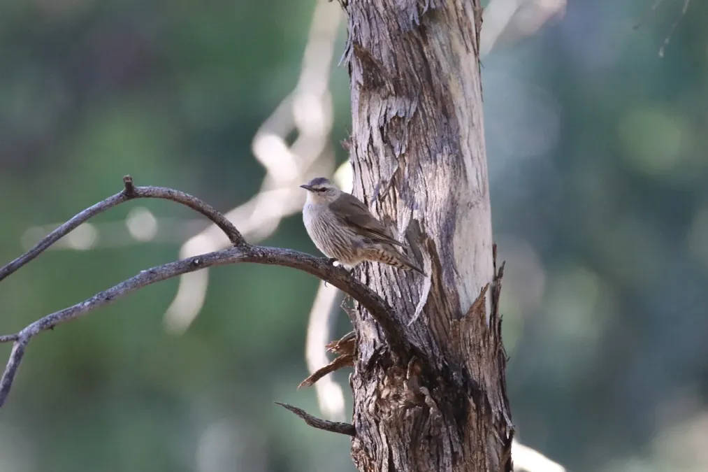 File:Climacteris picumnus (32489143846).jpg