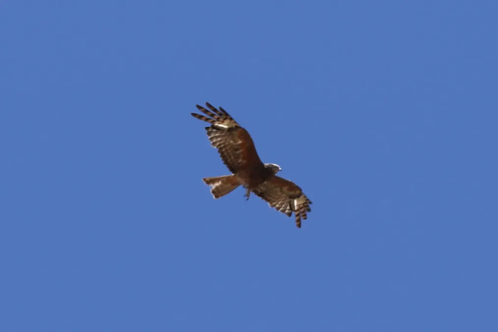 File:Lophoictinia isura (32565884676).jpg