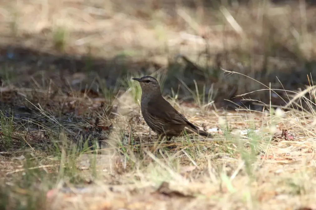 File:Climacteris picumnus (32376813982).jpg