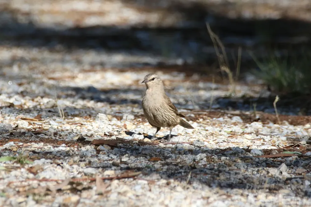 File:Climacteris picumnus (32529404395).jpg