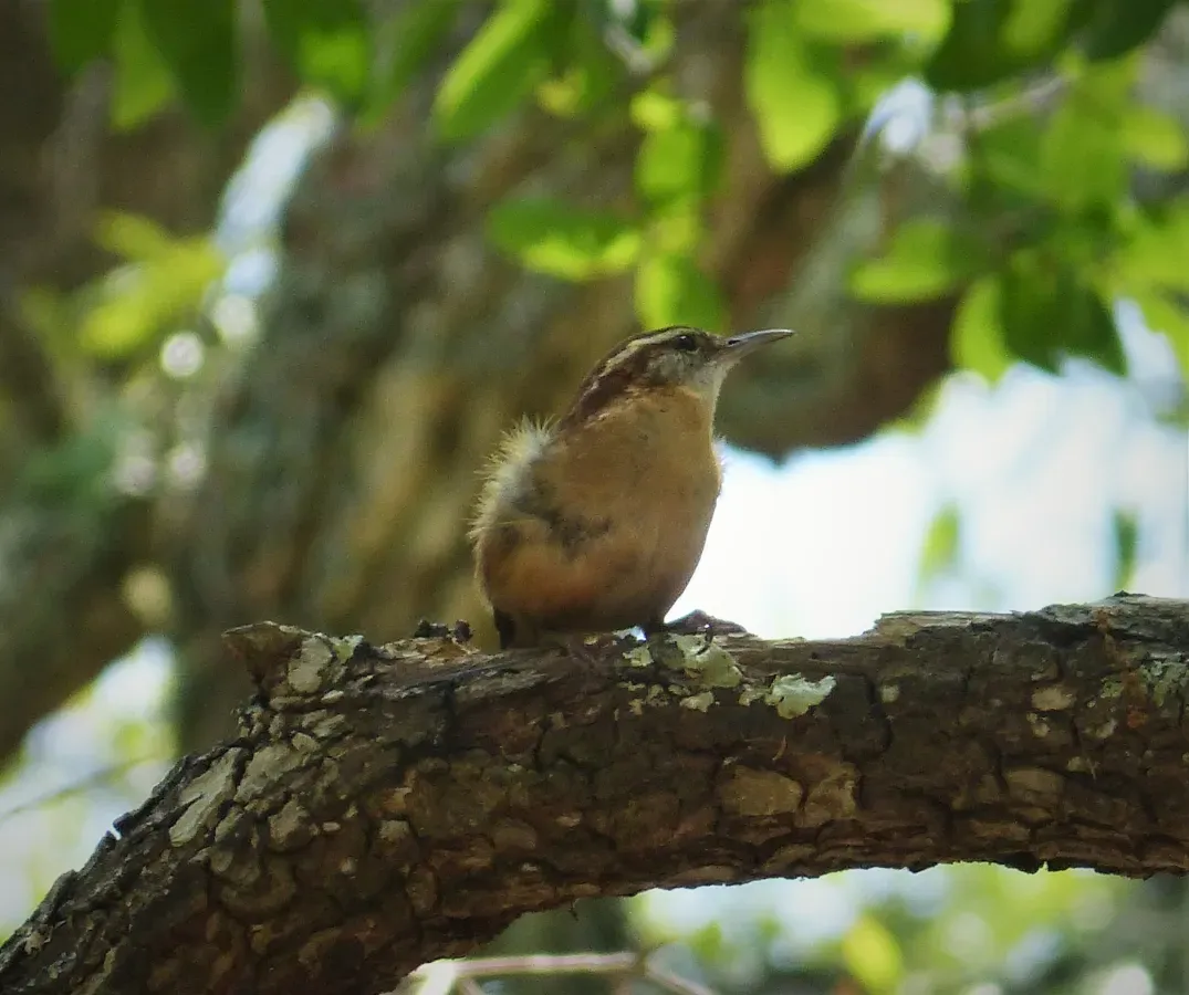 File:Carolina Wren Thryothorus ludovicianus (24158582538).jpg