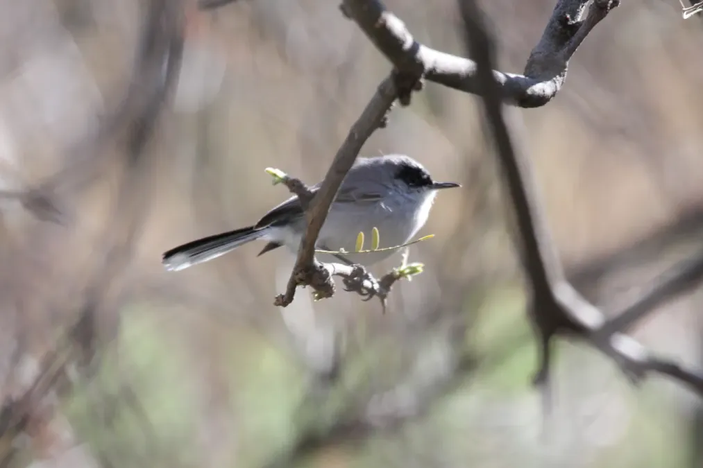 File:Polioptila nigriceps -Arizona-8.jpg