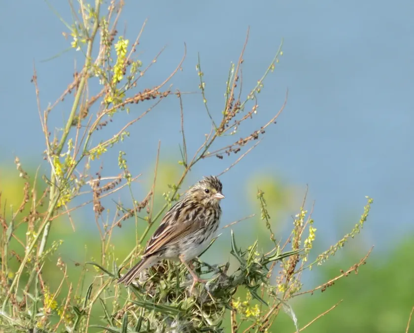 File:Savannah Sparrow (Passerculus sandwichensis) (36402409076).jpg
