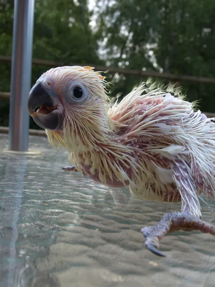File:Cacatua sulphurea citrinocristata kakadu žlutolící ZOO Děčín.jpg