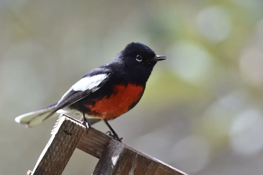File:Myioborus pictus (33927273381).jpg