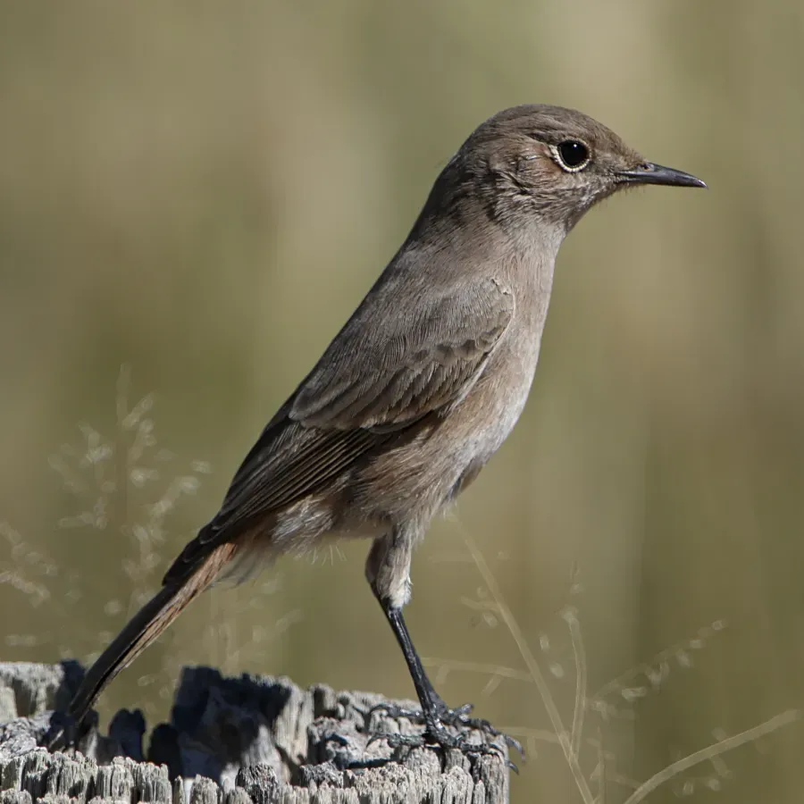 File:Familiar chat, Oenanthe familiaris, at Kgalagadi Transfrontier Park (38290162331).jpg