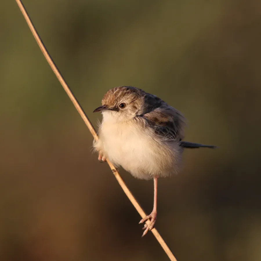 File:Desert cisticola, Cisticola aridulus (26514718899).jpg