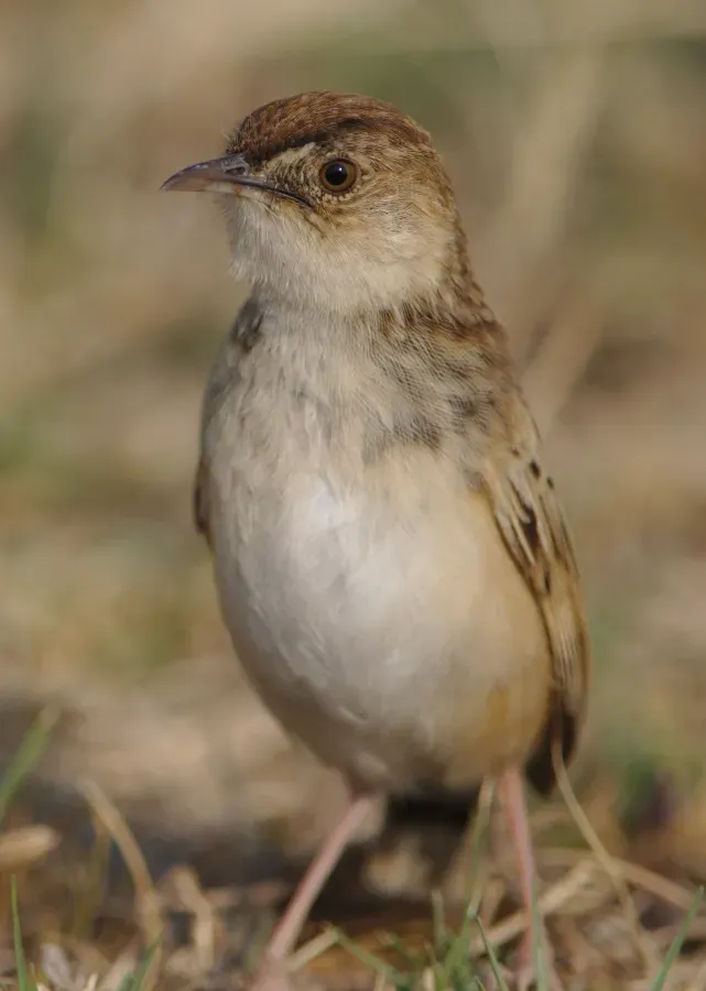 File:Cloud cisticola, Cisticola textrix at Ezemvelo Nature Reserve, near Bronkhorstspruit, South Afric (36888631820).jpg