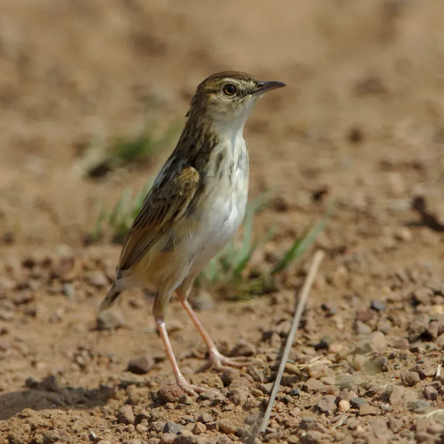 File:Cloud cisticola, Cisticola textrix at Ezemvelo Nature Reserve, near Bronkhorstspruit, South Afric (36888626780).jpg