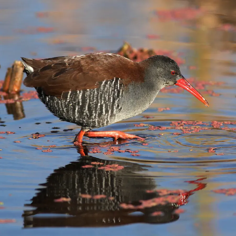 File:African Rail, Rallus caerulescens at Marievale Nature Reserve (36874833142).jpg
