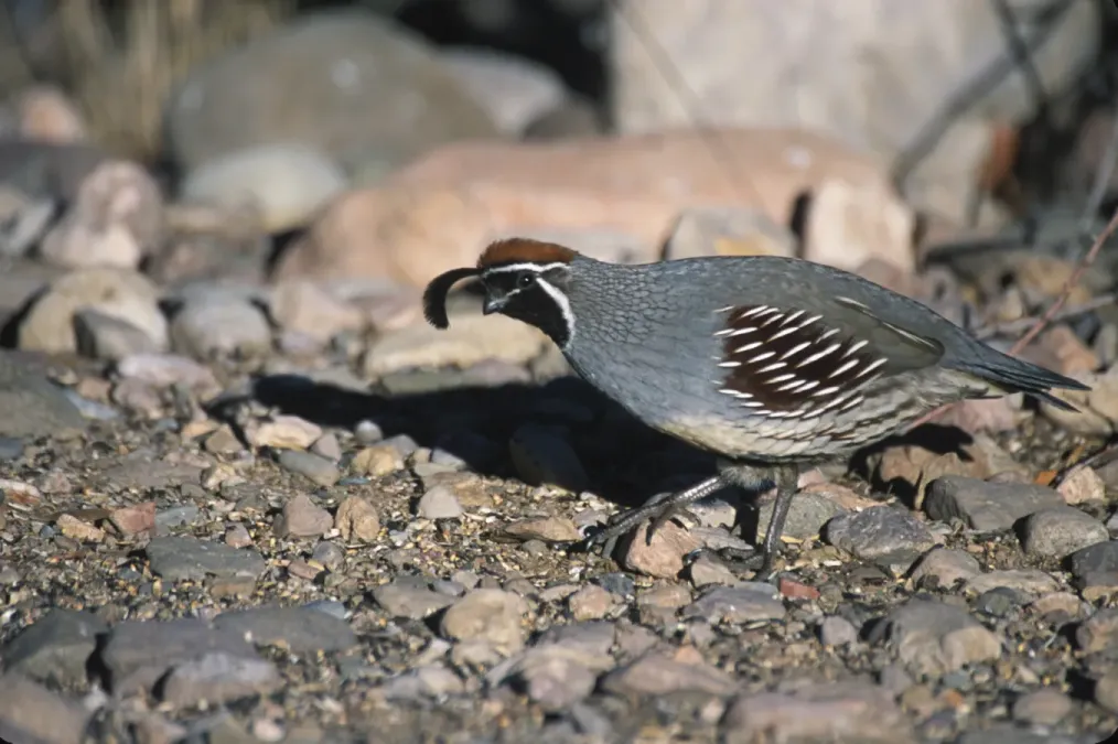 File:Callipepla gambelii nbii.jpg