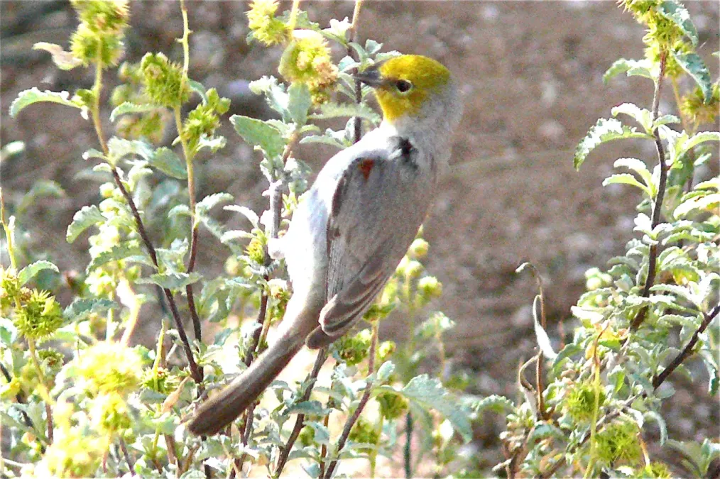 File:Auriparus flaviceps 1.jpg