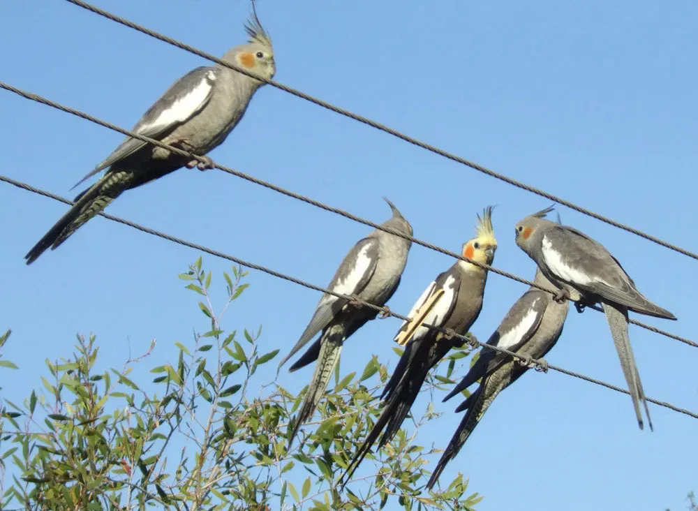 File:Nymphicus hollandicus -perching on wires -Australia-6a.jpg