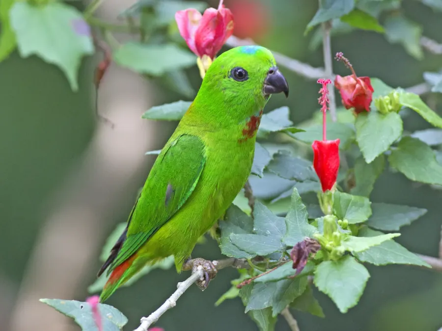 File:Blue-crowned Hanging-Parrot (Loriculus galgulus) (8730185343).jpg