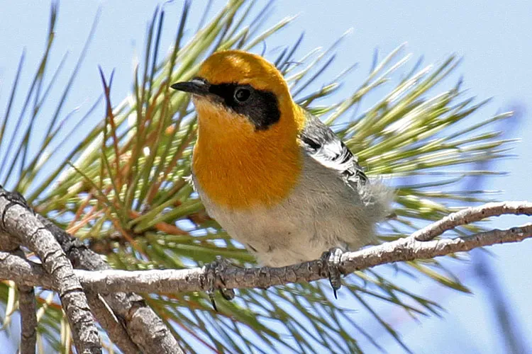 File:Olive Warbler (Peucedramus taeniatus).jpg