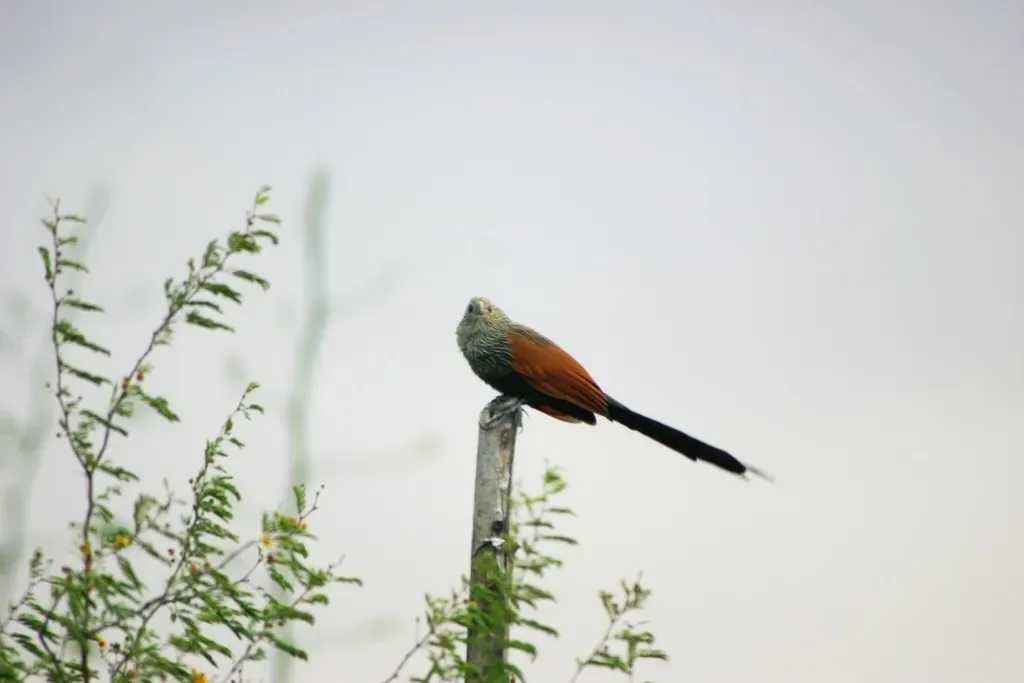 File:Centropus toulou.jpg