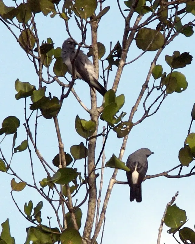 File:White-rumped Cuckooshrike (Coracina leucopygia).jpg