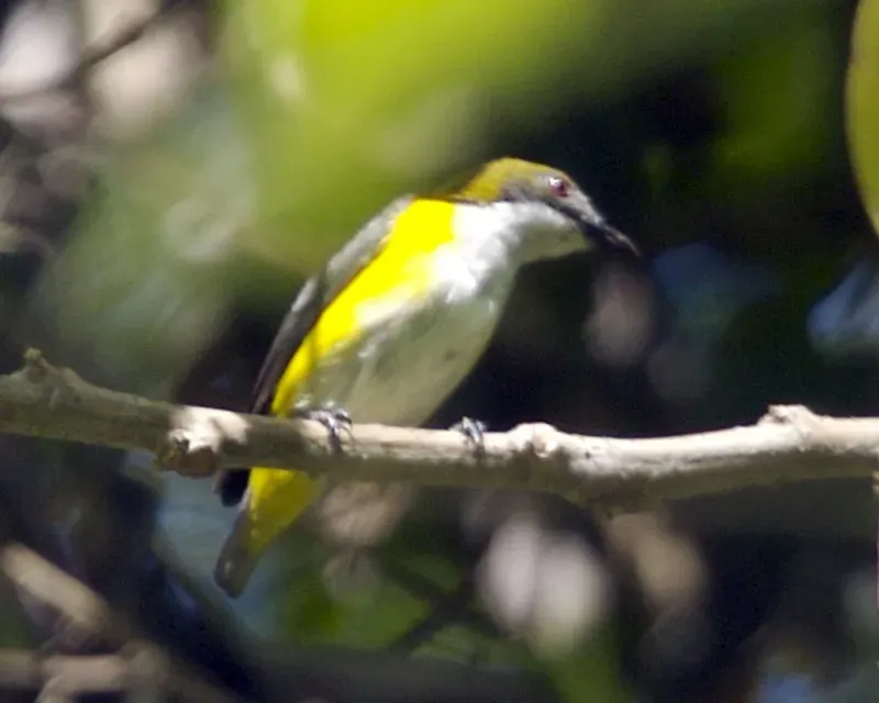 File:Yellow-sided Flowerpecker (Dicaeum aureolimbatum).jpg