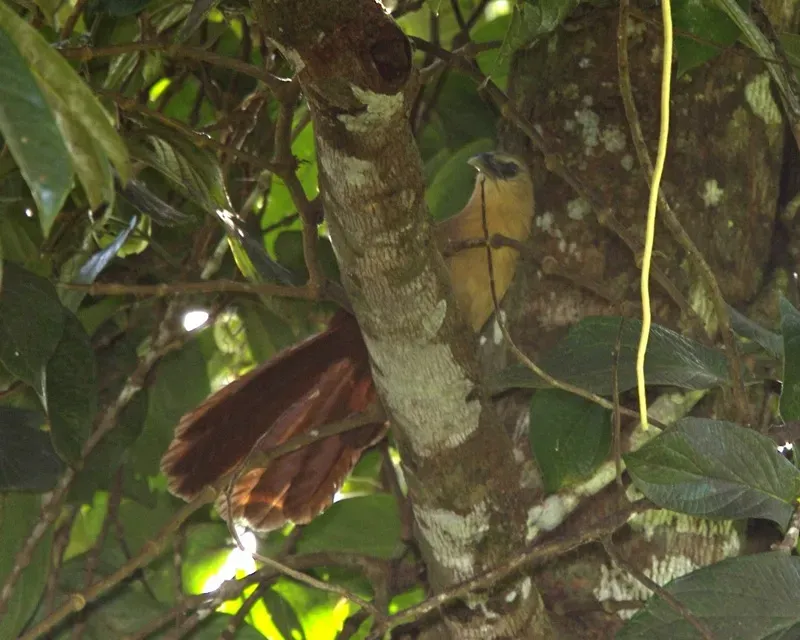 File:Bay Coucal (Centropus celebensis celebensis).jpg