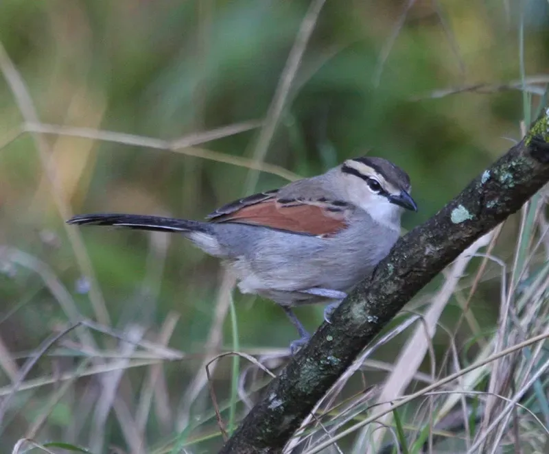 File:Brown-crowned Tchagra (Tchagra australis), Masai Mara, Kenya 2.jpg