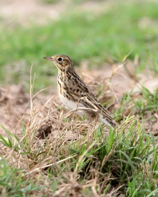 File:Short-billed Pipit (Anthus furcatus).jpg