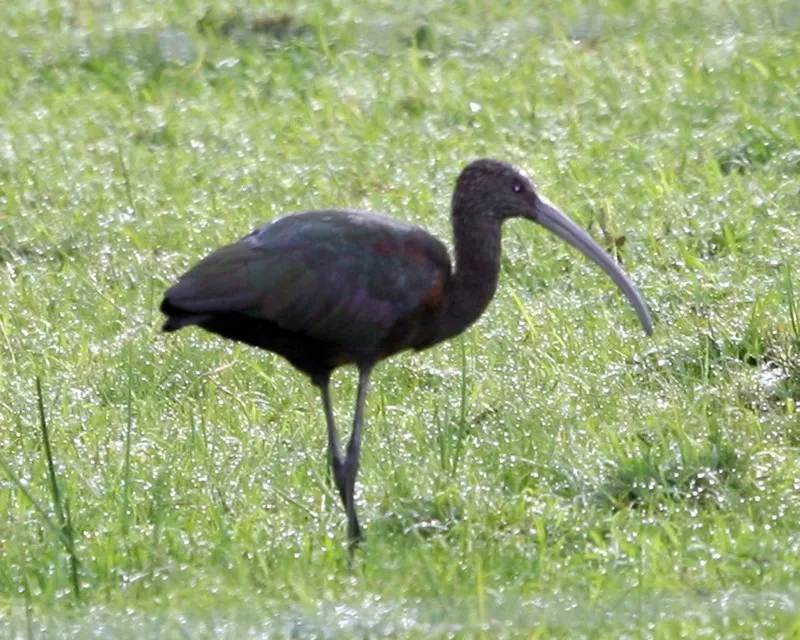 File:White-faced Ibis (Plegadis chihi).jpg