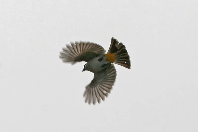 File:Scarlet-headed Flowerpecker ( Dicaeum trochileum ) in flight.jpg