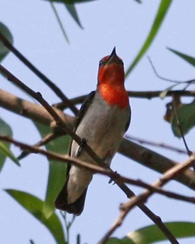 File:Scarlet-headed Flowerpecker (Dicaeum trochileum trochileum).jpg