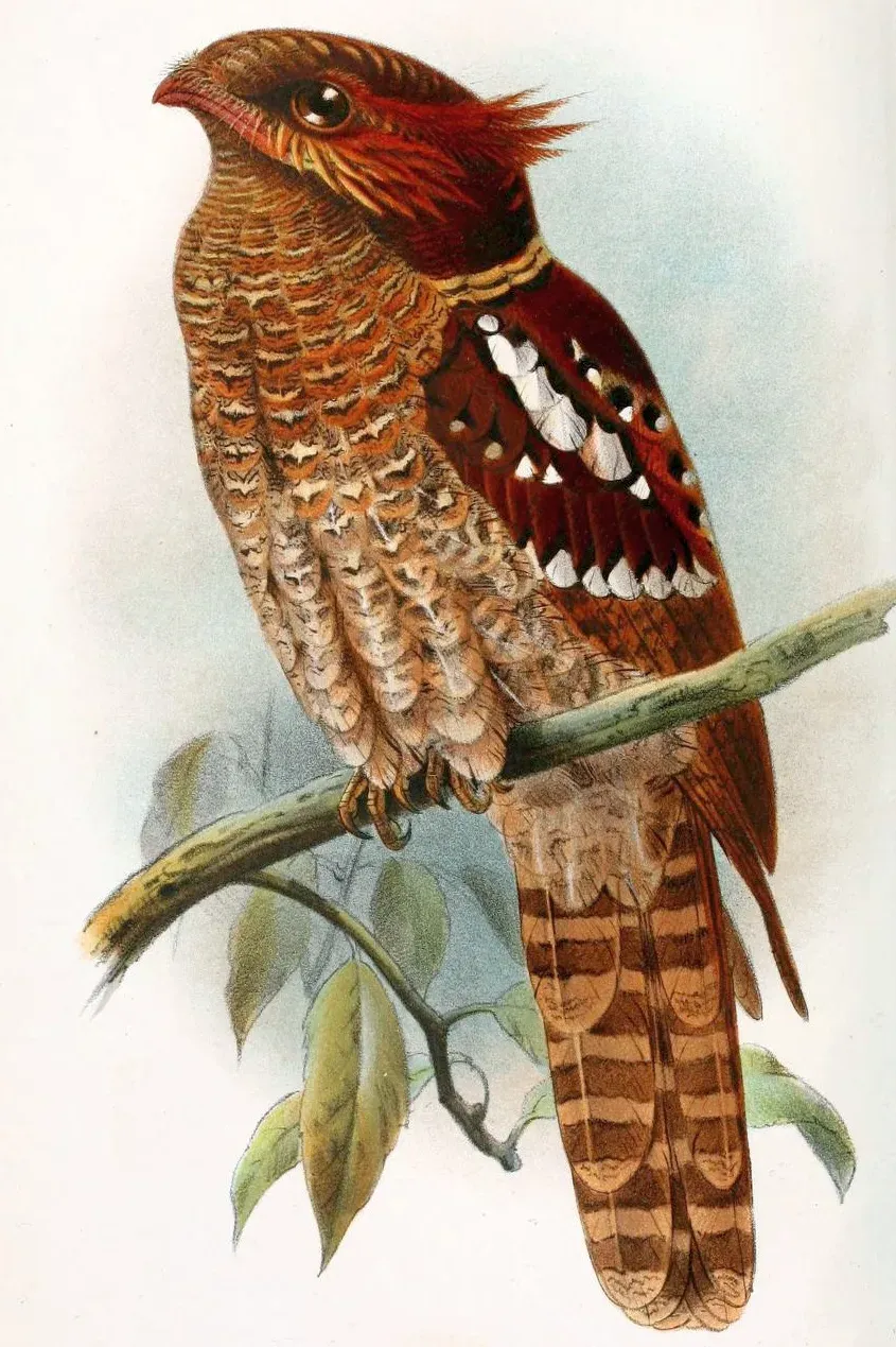 File:Batrachostomus harterti.jpg