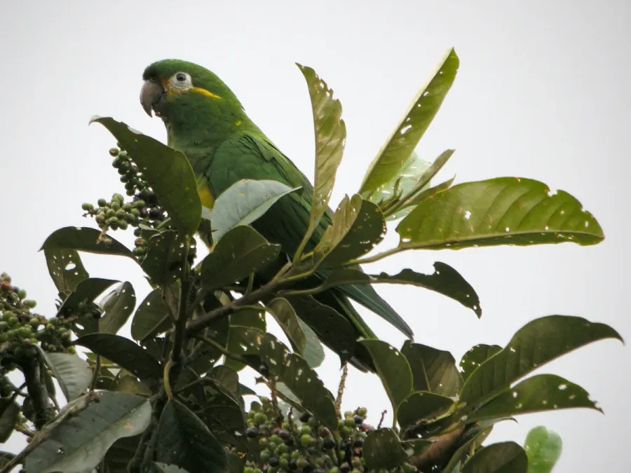 File:Leptosittaca branickii -Tapichalaca Reserve-8.jpg