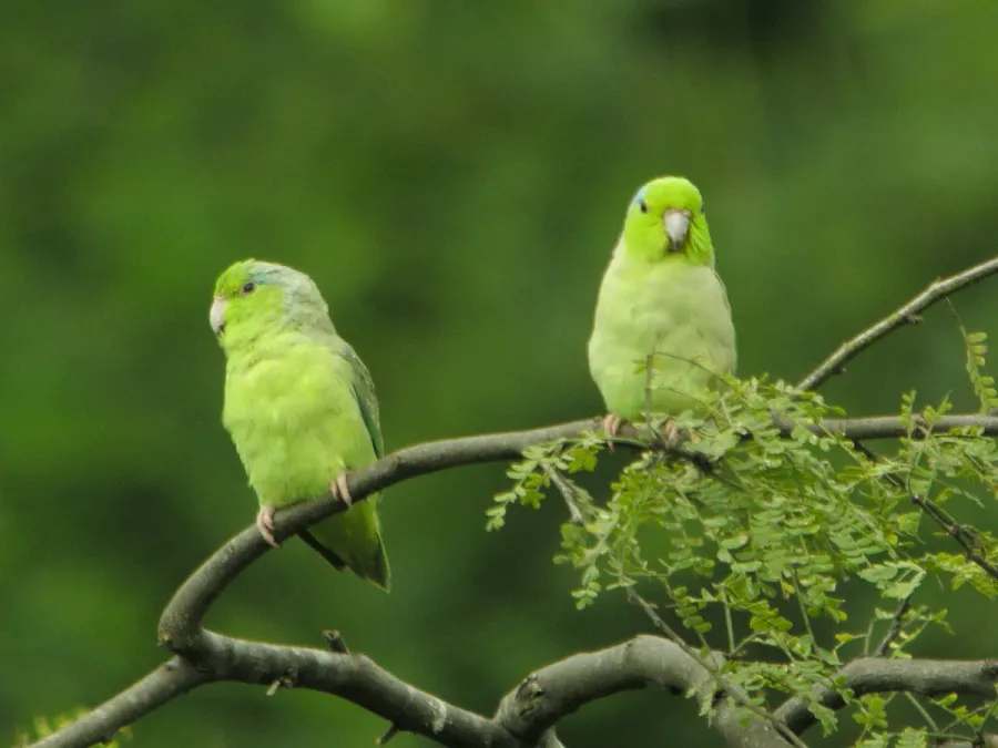 File:Forpus coelestis -two in Ecuador-8.jpg