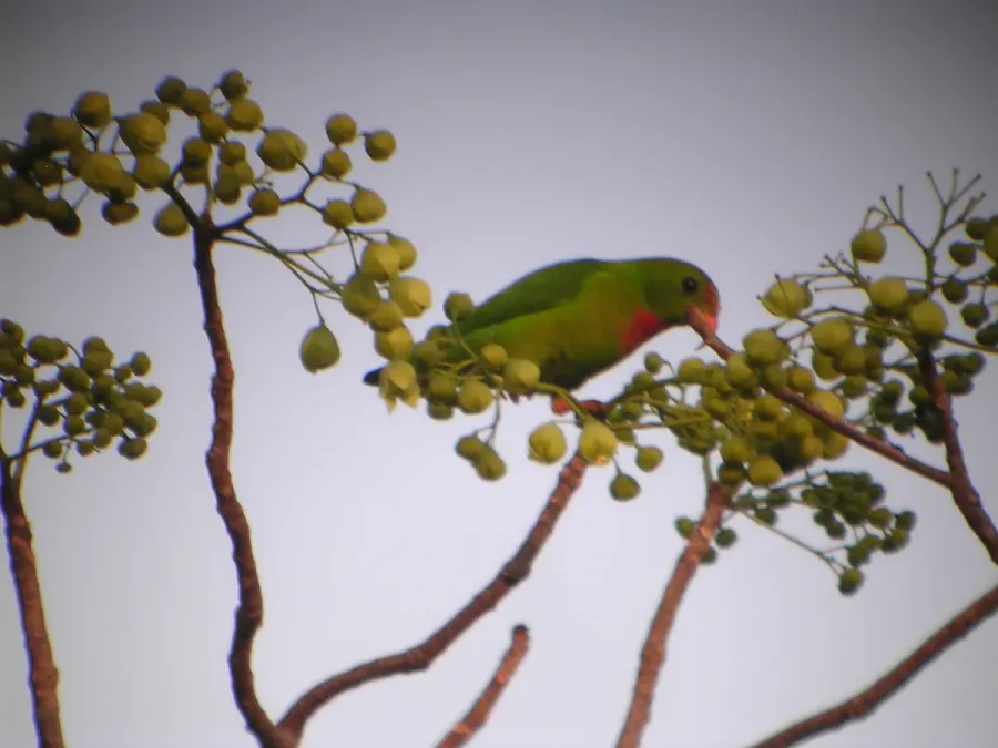 File:Loriculus philippensis -Subic Bay -Luzon-6b.jpg