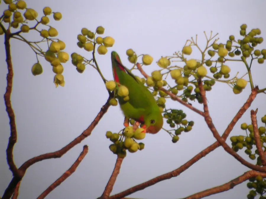 File:Loriculus philippensis -Subic Bay -Luzon-6.jpg