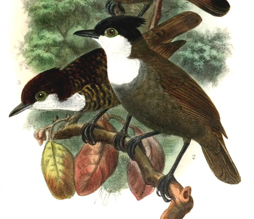 File:Rhegmatorhina hoffmannsi 1907.jpg
