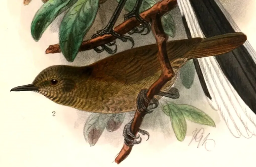 File:Graueria vittata 1909.jpg