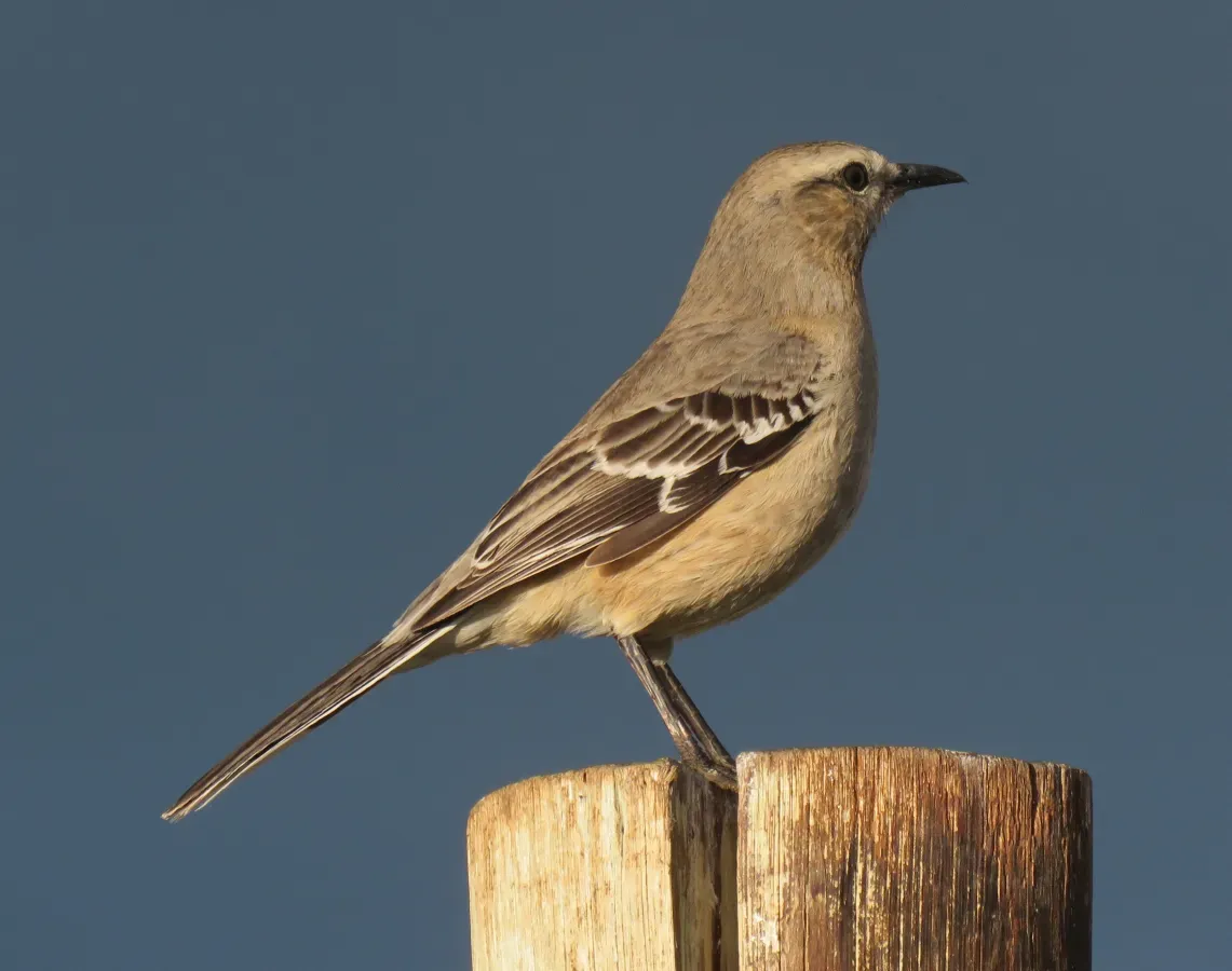 File:Mimus patagonicus.jpg
