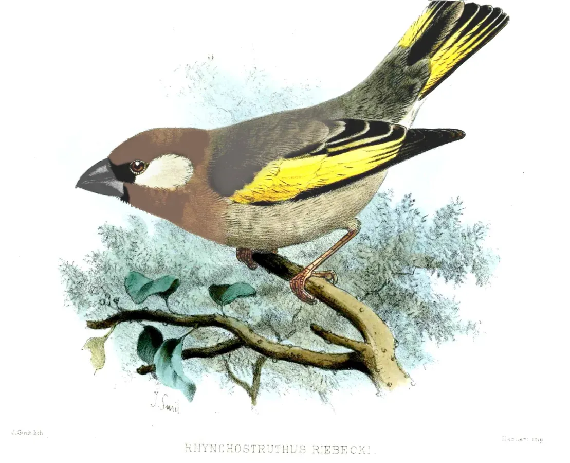 File:Rhynchostruthus percivali from RhynchostruthusRiebeckiSmit.jpg
