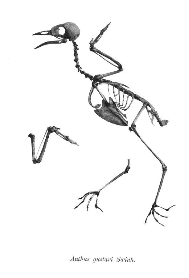 File:Anthus gustavi 171.jpg