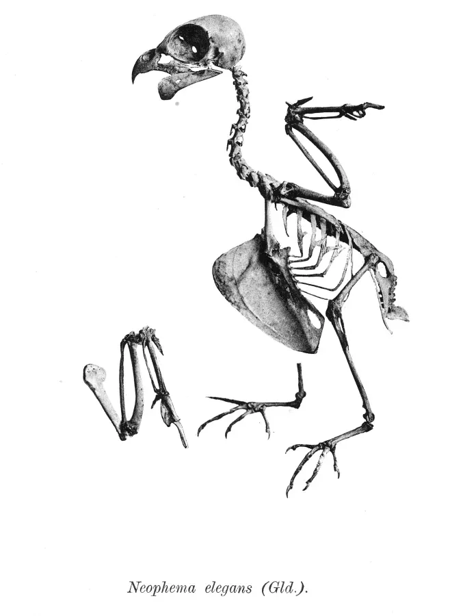File:Neophema elegans 170.jpg