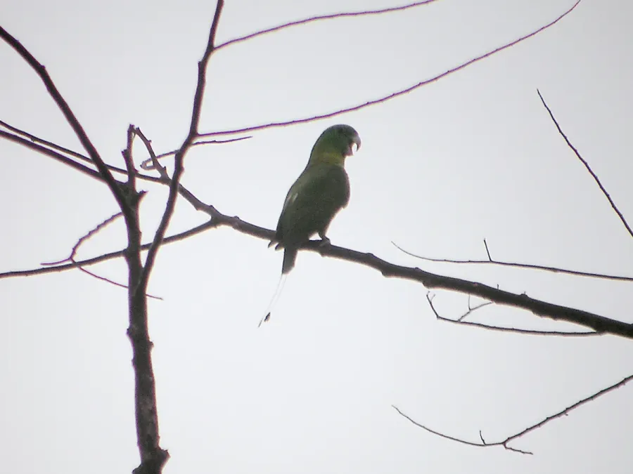 File:Prioniturus discurus -Mindanao-4.jpg