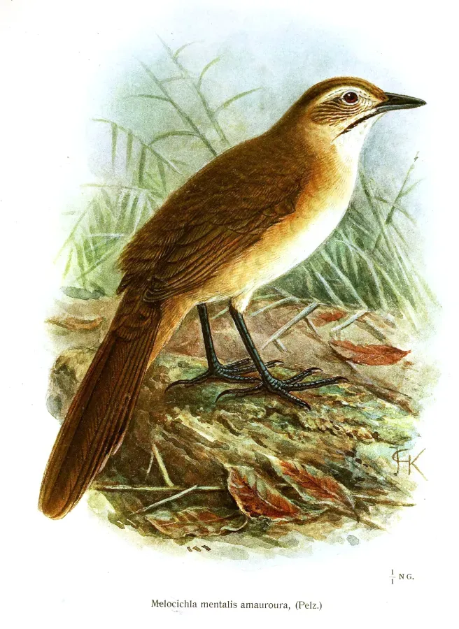 File:Melocichla mentalis amauroura.jpg