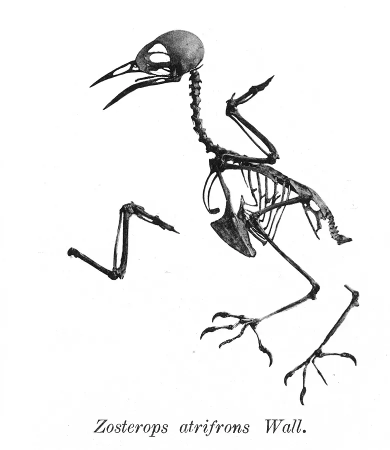 File:Zosterops atrifrons 183.jpg