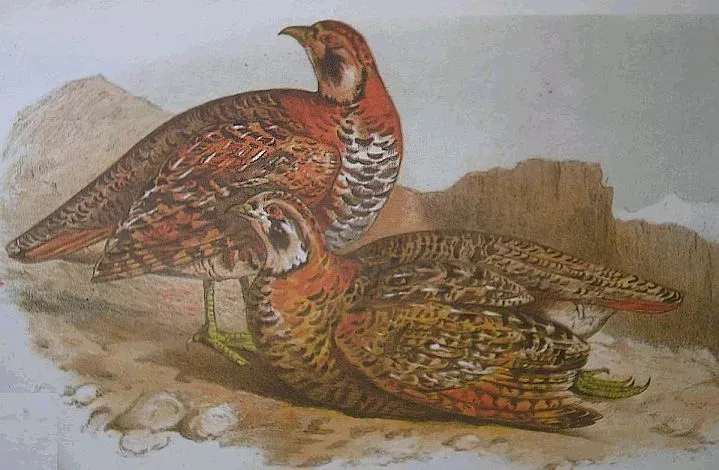 File:Perdix hodgsoniae hm.jpg
