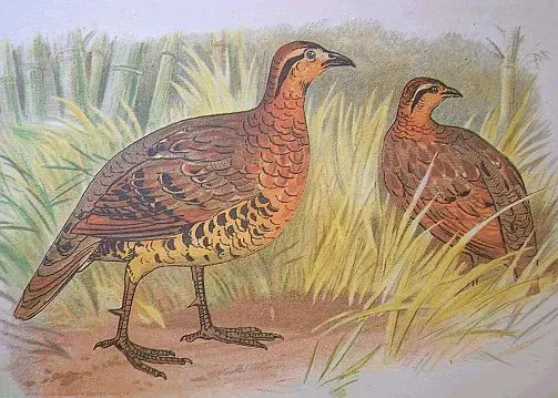 File:Bambusicola fytchii hm.jpg